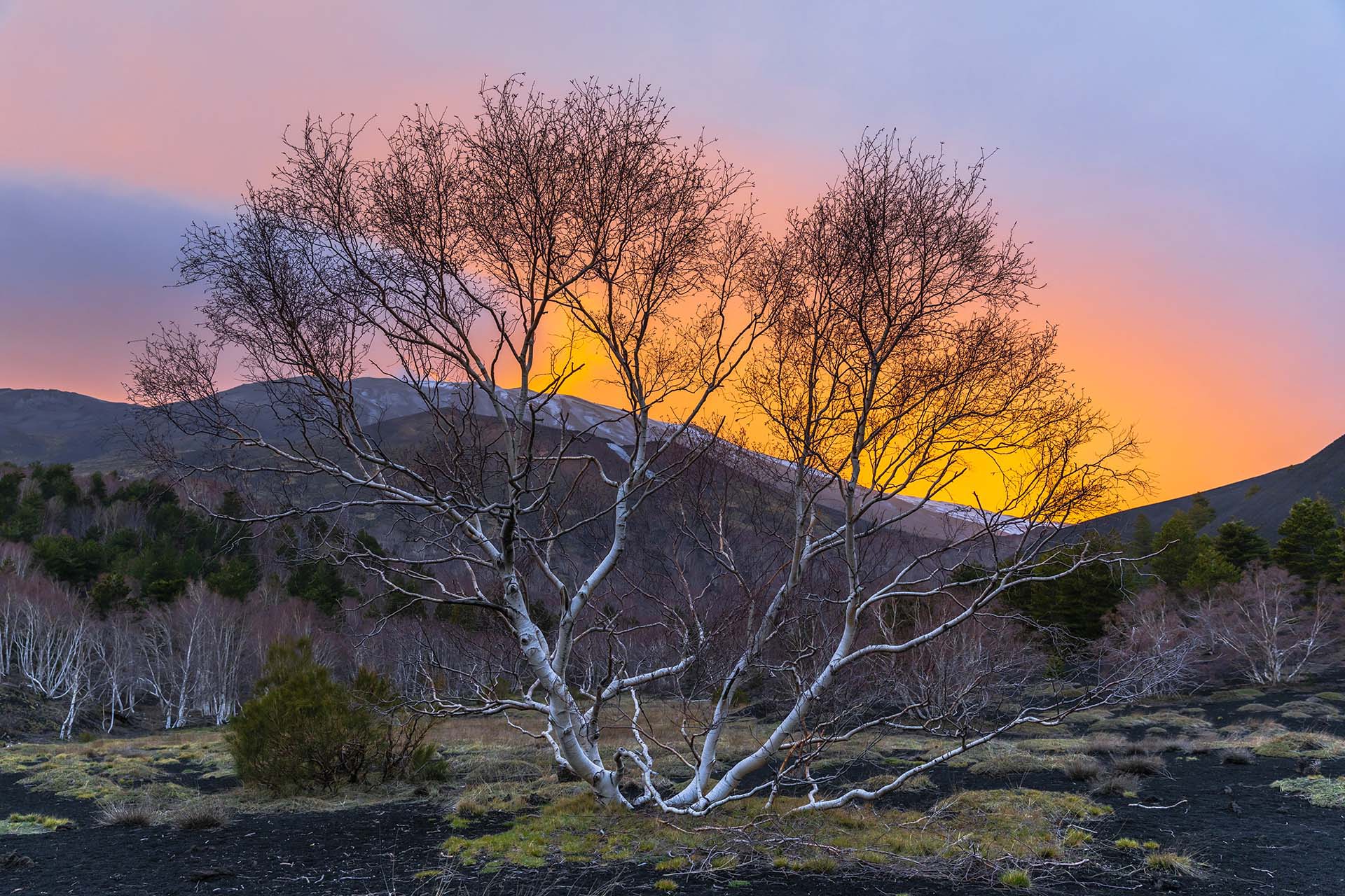 SAFF6761-2-Etna Monti Sartorius, l'argento delle Betulle dopo il foliage