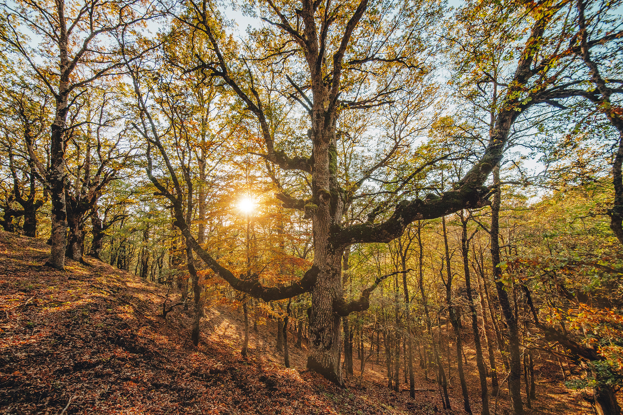 Patriachi Bosco di Malabotta