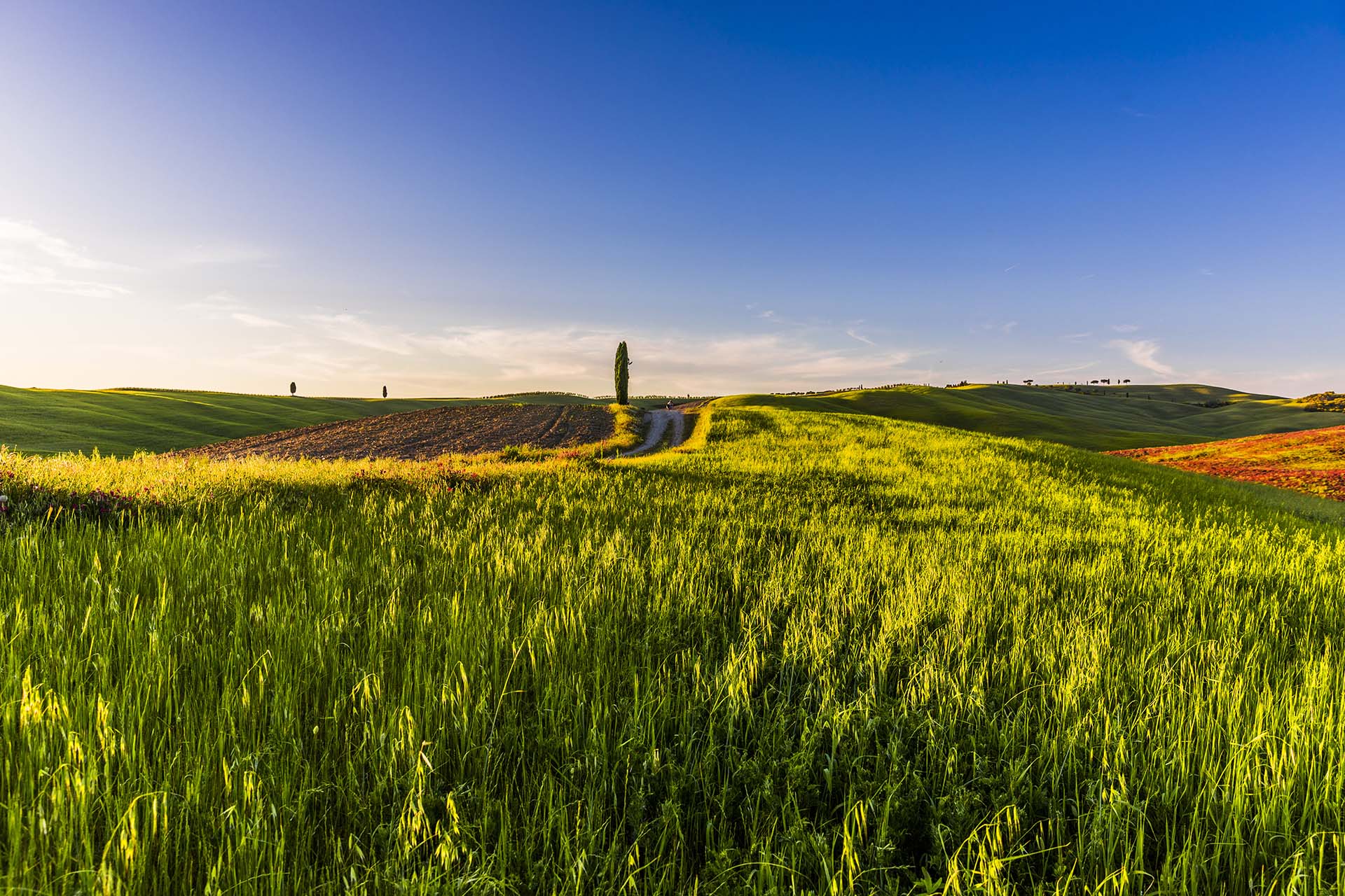 0A1A5642-L'oro verde della Val d'Orcia, tramonto tra grano e cipressi