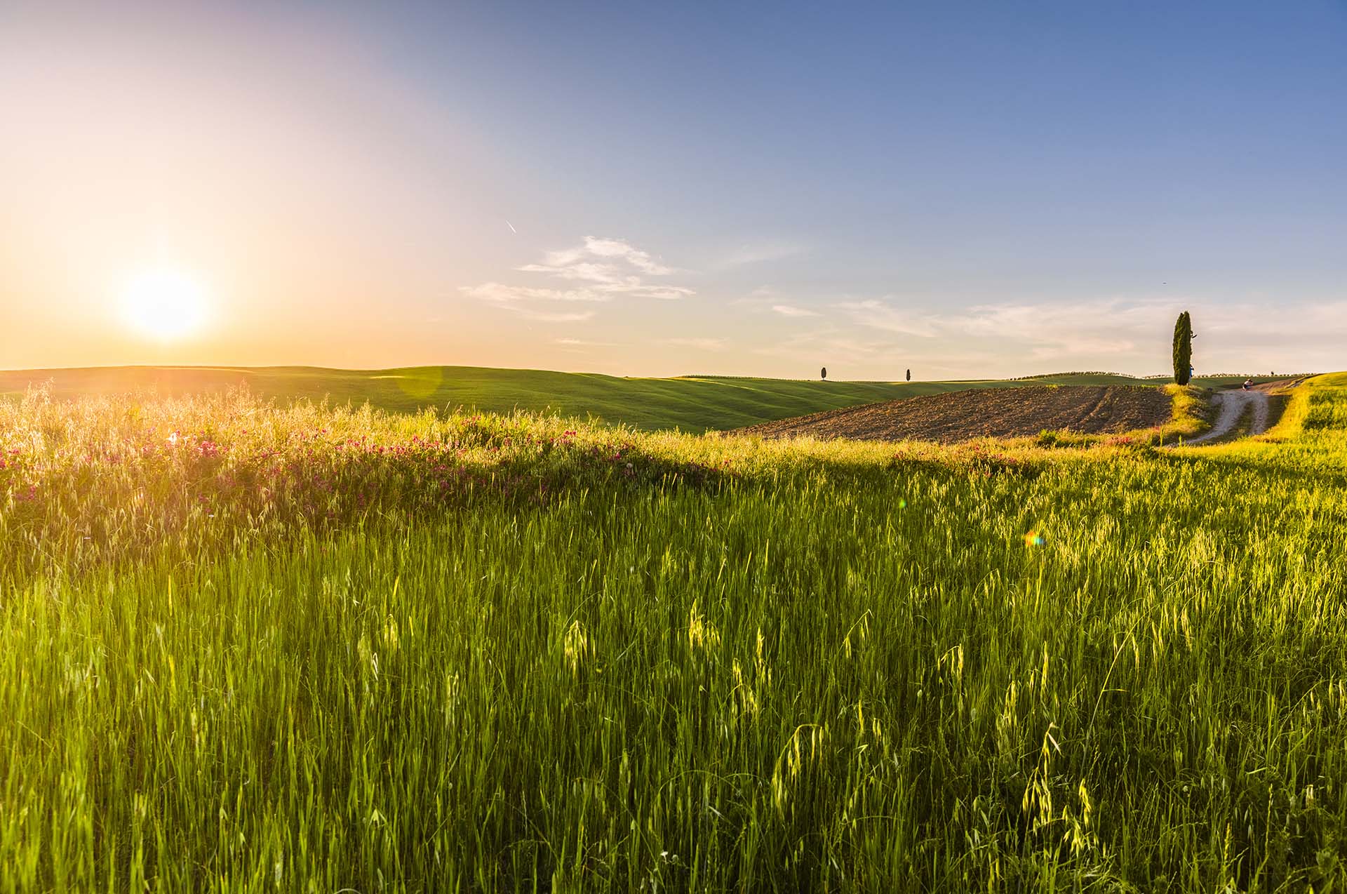 0A1A5645-HDR-L'oro verde della Val d'Orcia, tramonto tra grano e cipressi