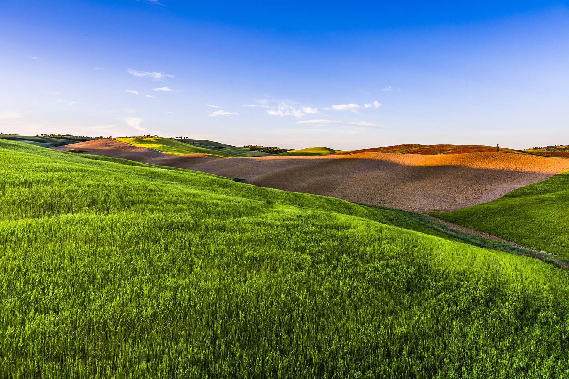 0A1A5677-L'oro verde della Val d'Orcia, tramonto tra grano e cipressi