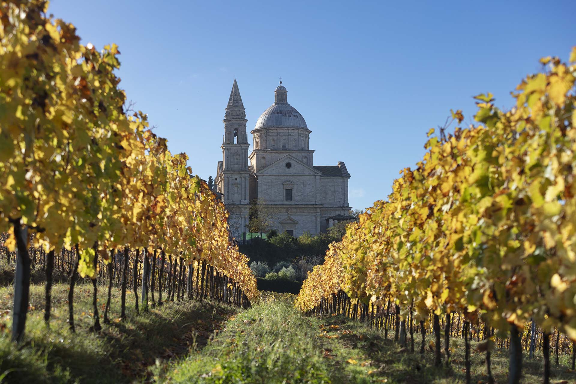 Vigneti e Tempio di San Biagio a Montepulciano.