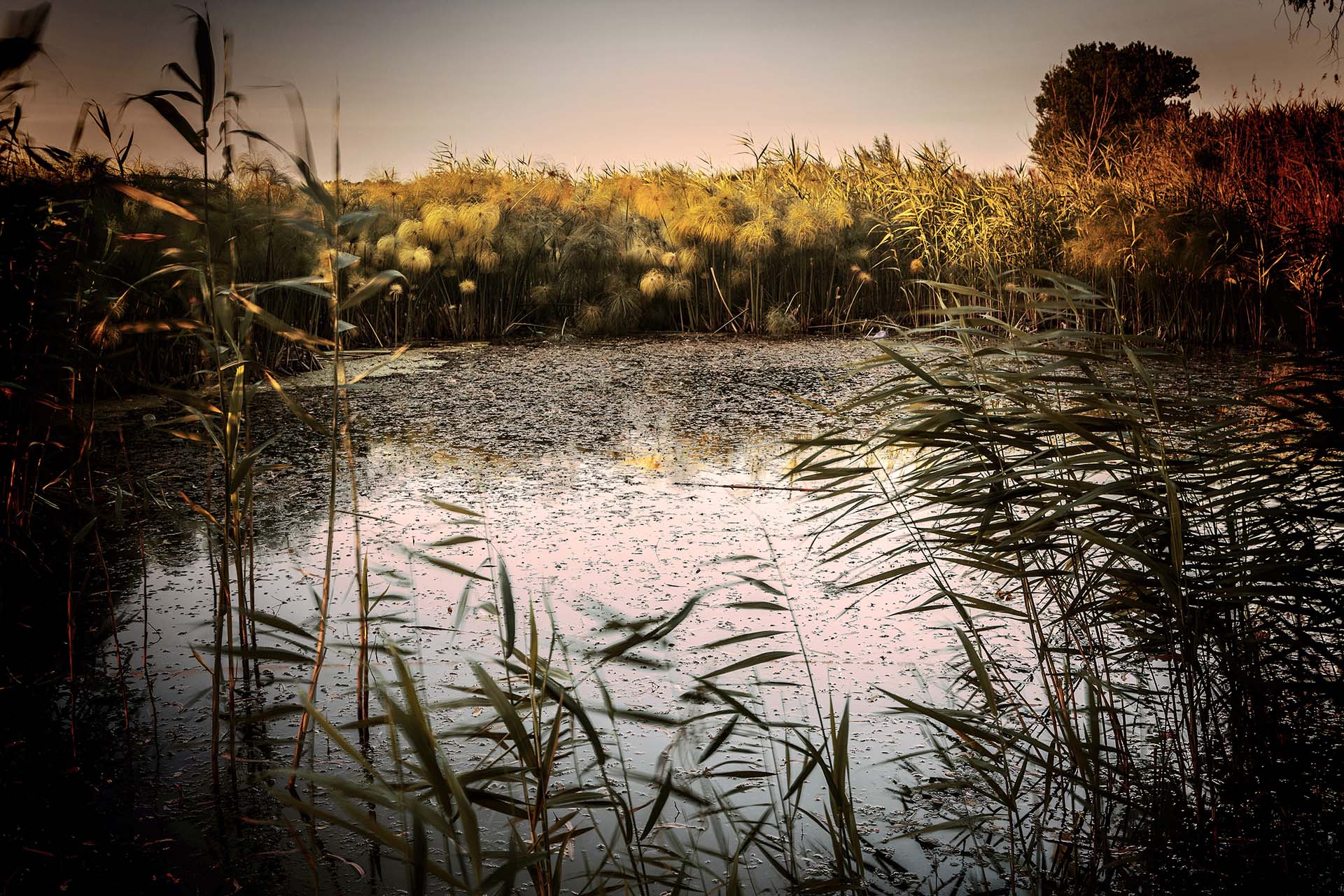 _MG_8401-Il Papiro Egizio in Sicilia, un tesoro botanico nella Riserva di Fonte Ciane a Siracusa