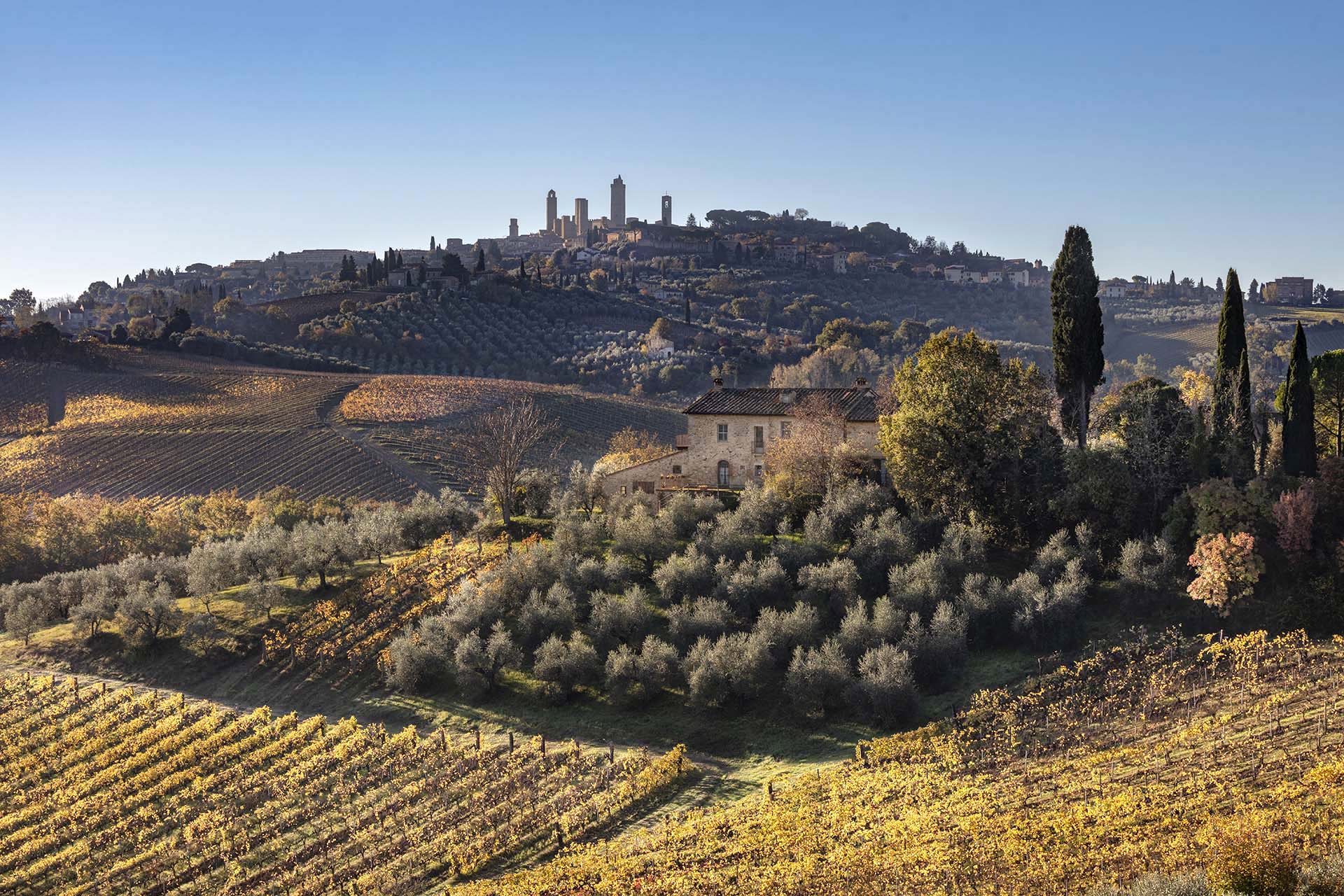 I vigneti di San Gimignano.