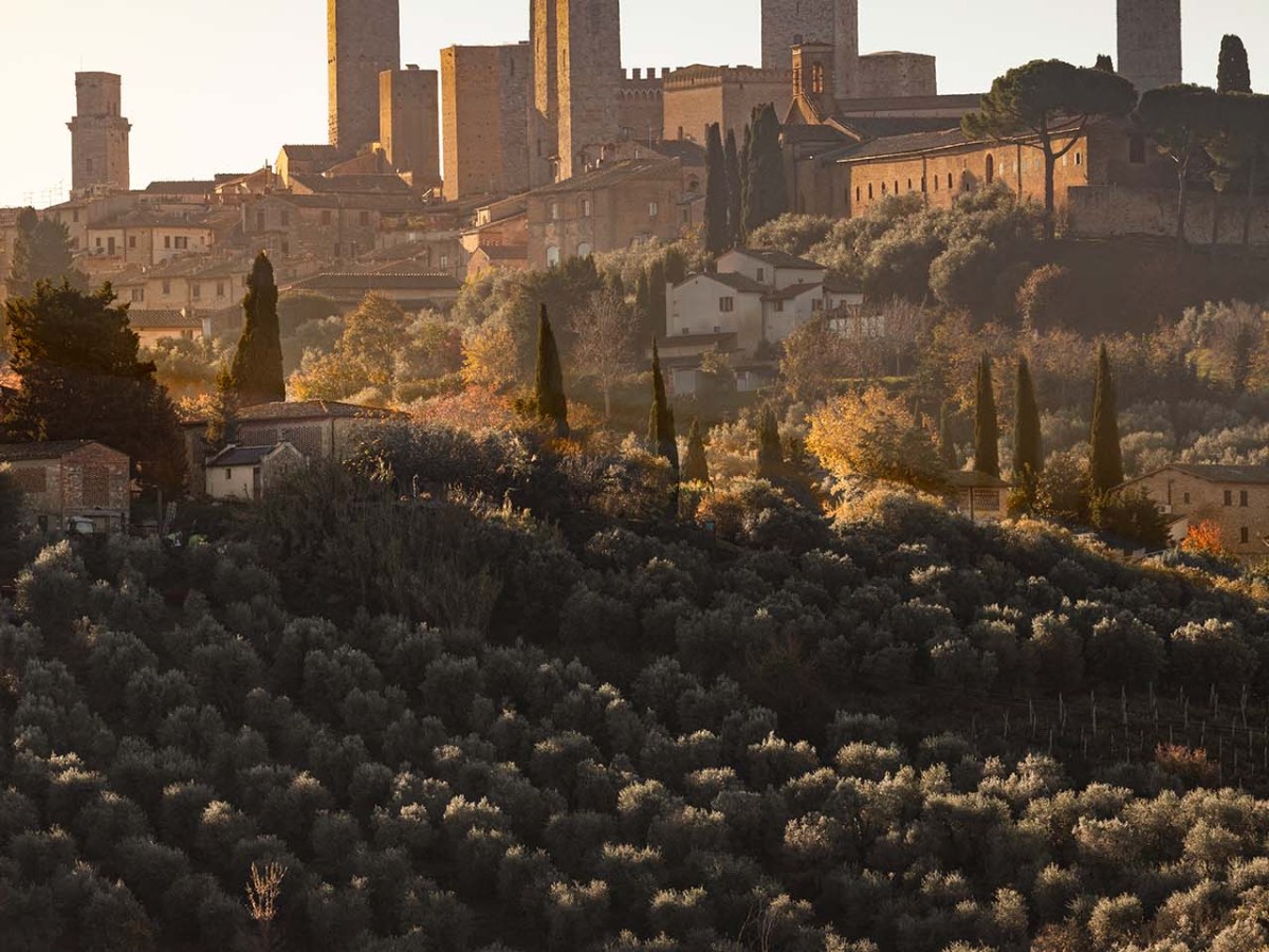 I vigneti di San Gimignano