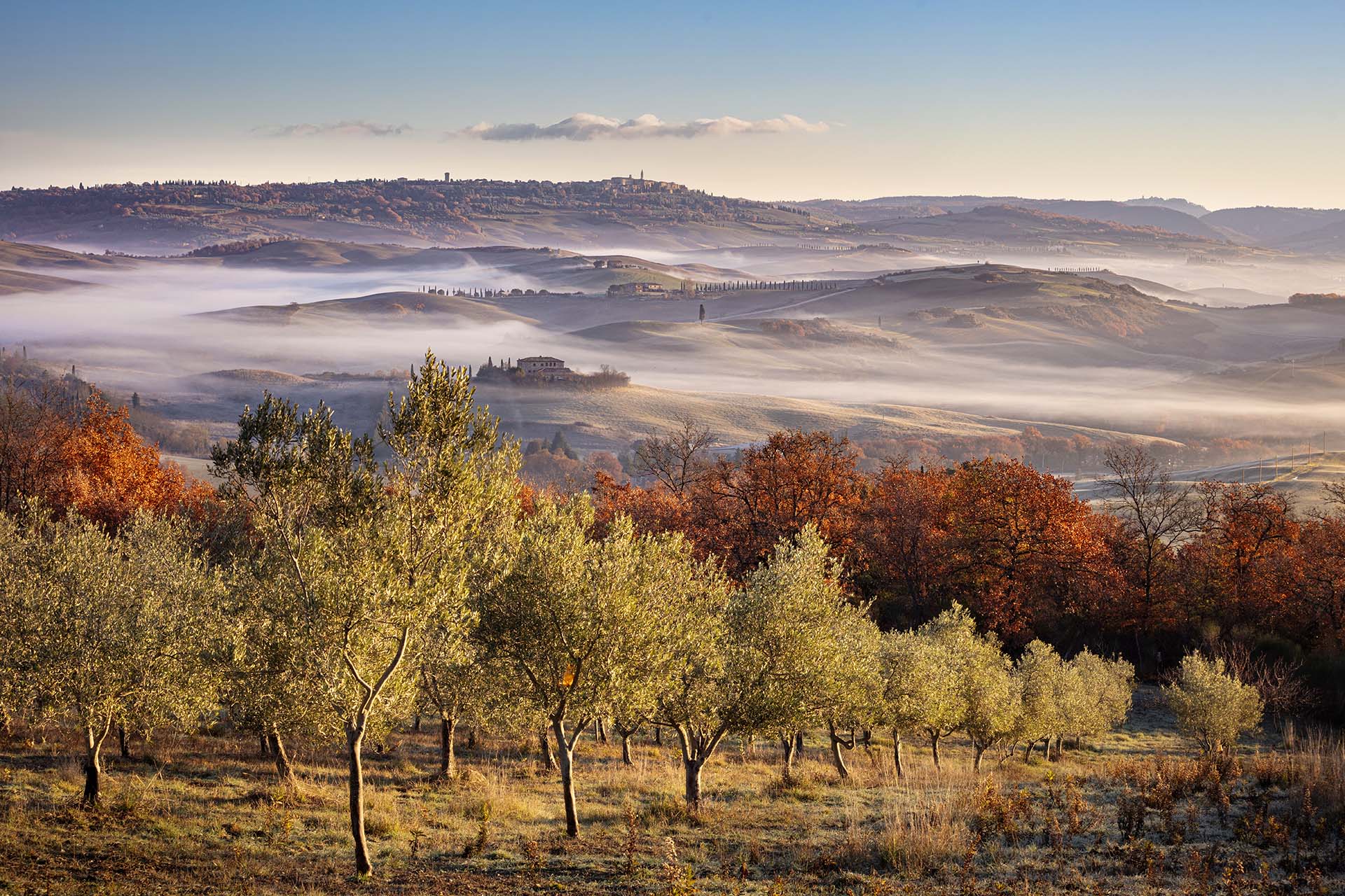 Gli ulivi e il paesaggio collinare della Val d'Orcia con Pienza sullo sfondo.