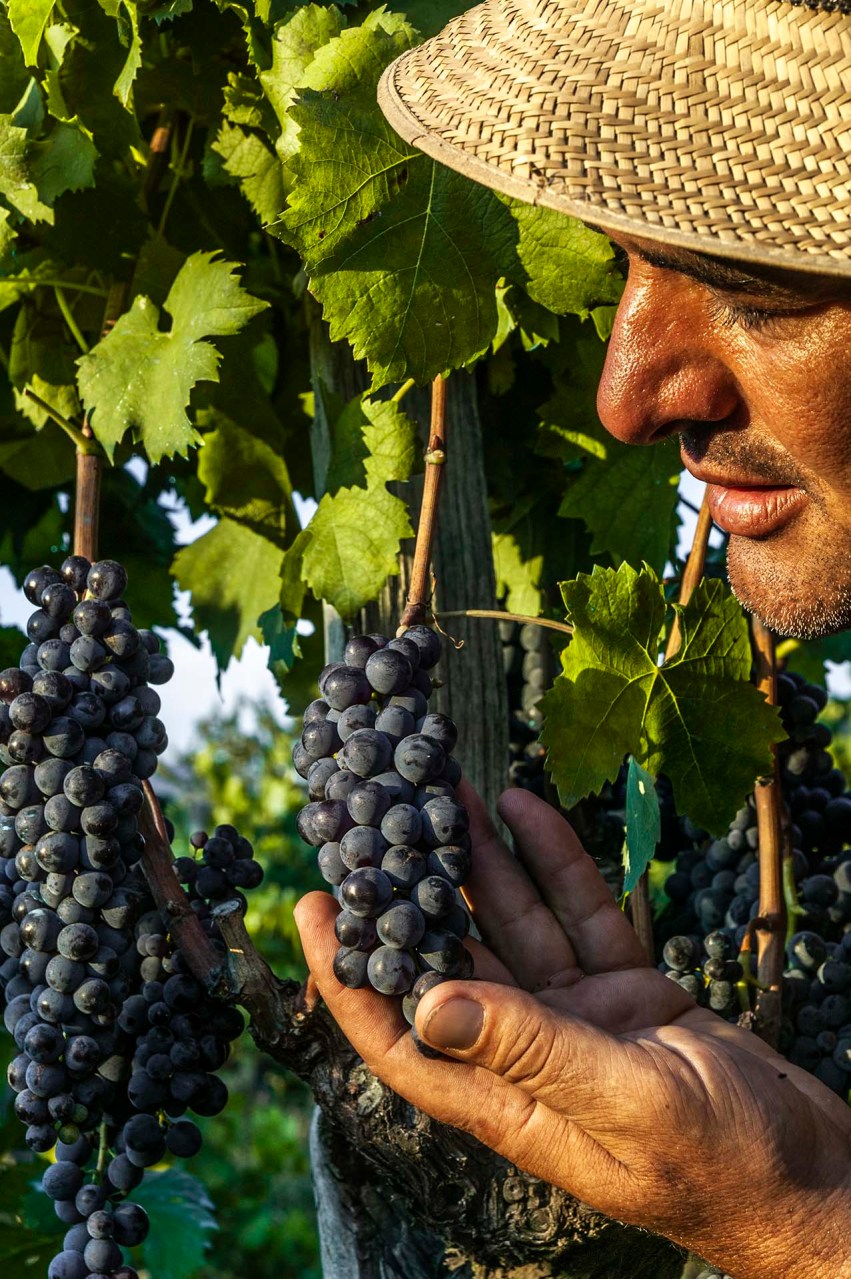 DE7U9432-Vigneto a Passopisciaro, controllo qualità prima della raccolta