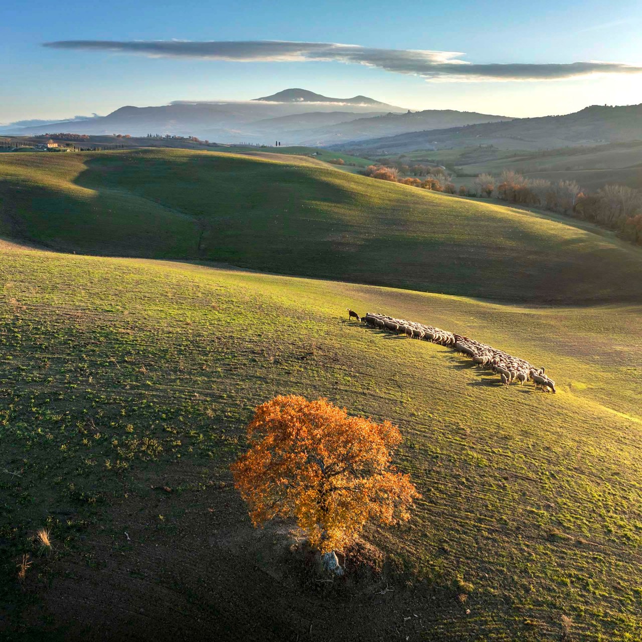 Albero solitario tra le colline della Val d'Orcia e il Monte Amiata.