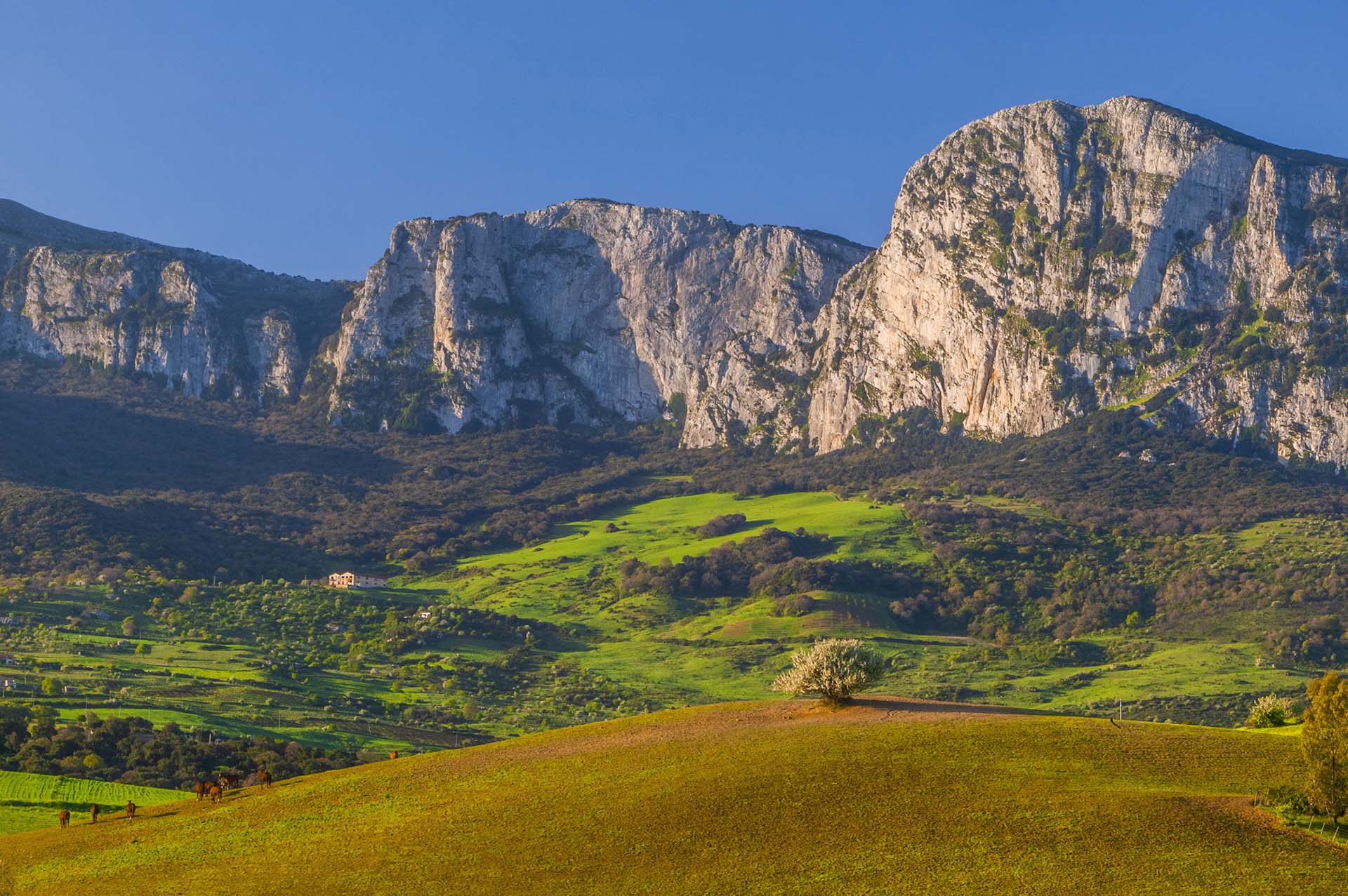 DE7U4792-L'Imponente Rocca Busambra sopra la Valle della Ficuzza