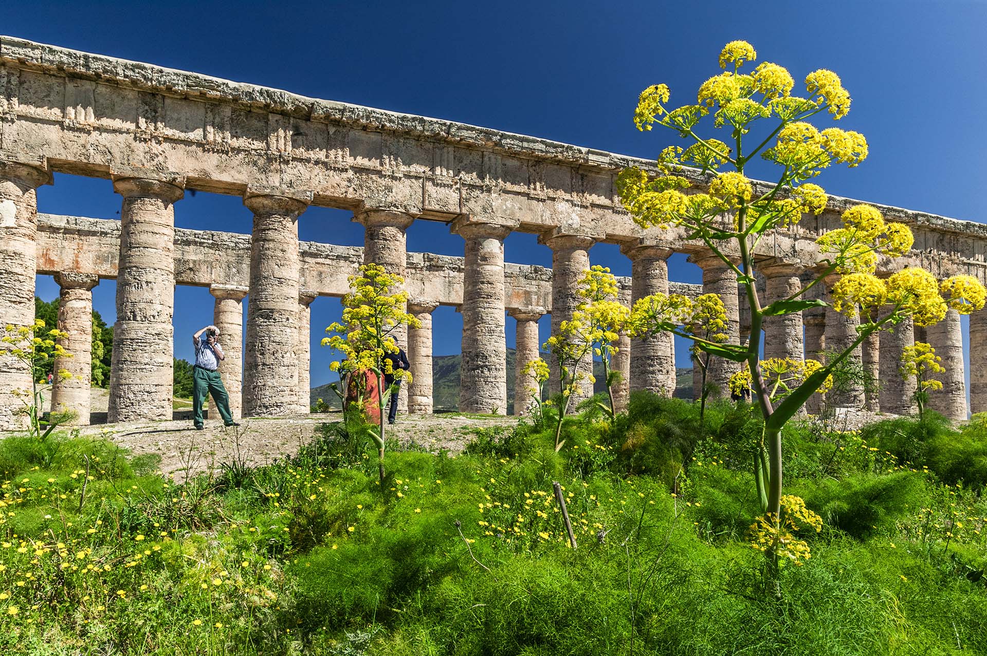 DE7U4859-Splendore Greco, primavera al Tempio di Segesta