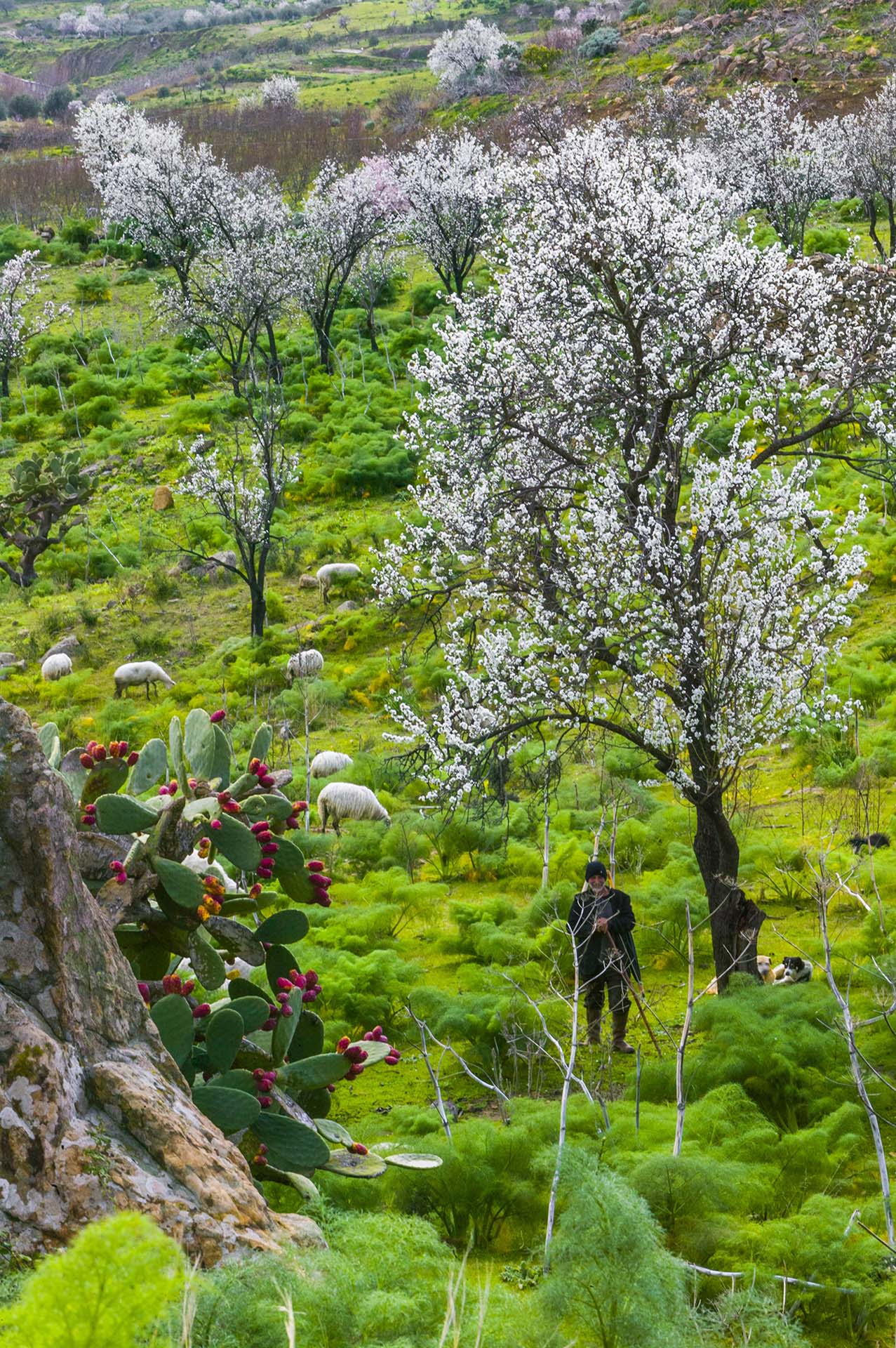 Tra i mandorli in fiore, pastore e gregge nel paesaggio rurale dei monti di Serravalle a Bronte