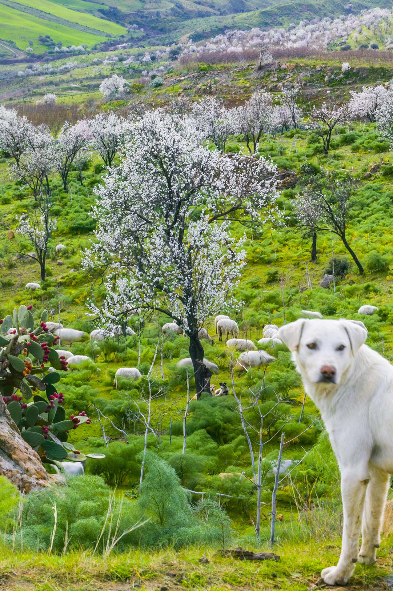DE7U3045-Tra i mandorli in fiore, pastore e gregge nel paesaggio rurale dei monti di Serravalle a Bronte