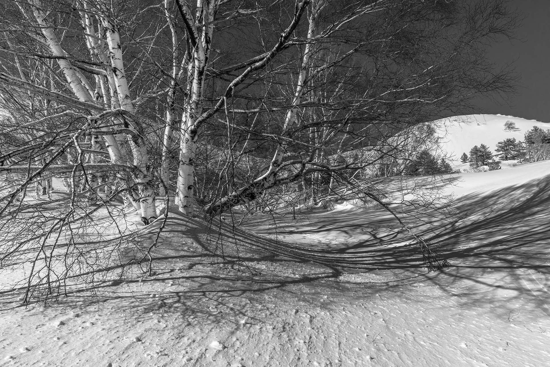 Inchiostro Bianco sull’Etna, il disegno della betulla d’inverno ai Monti Sartorius