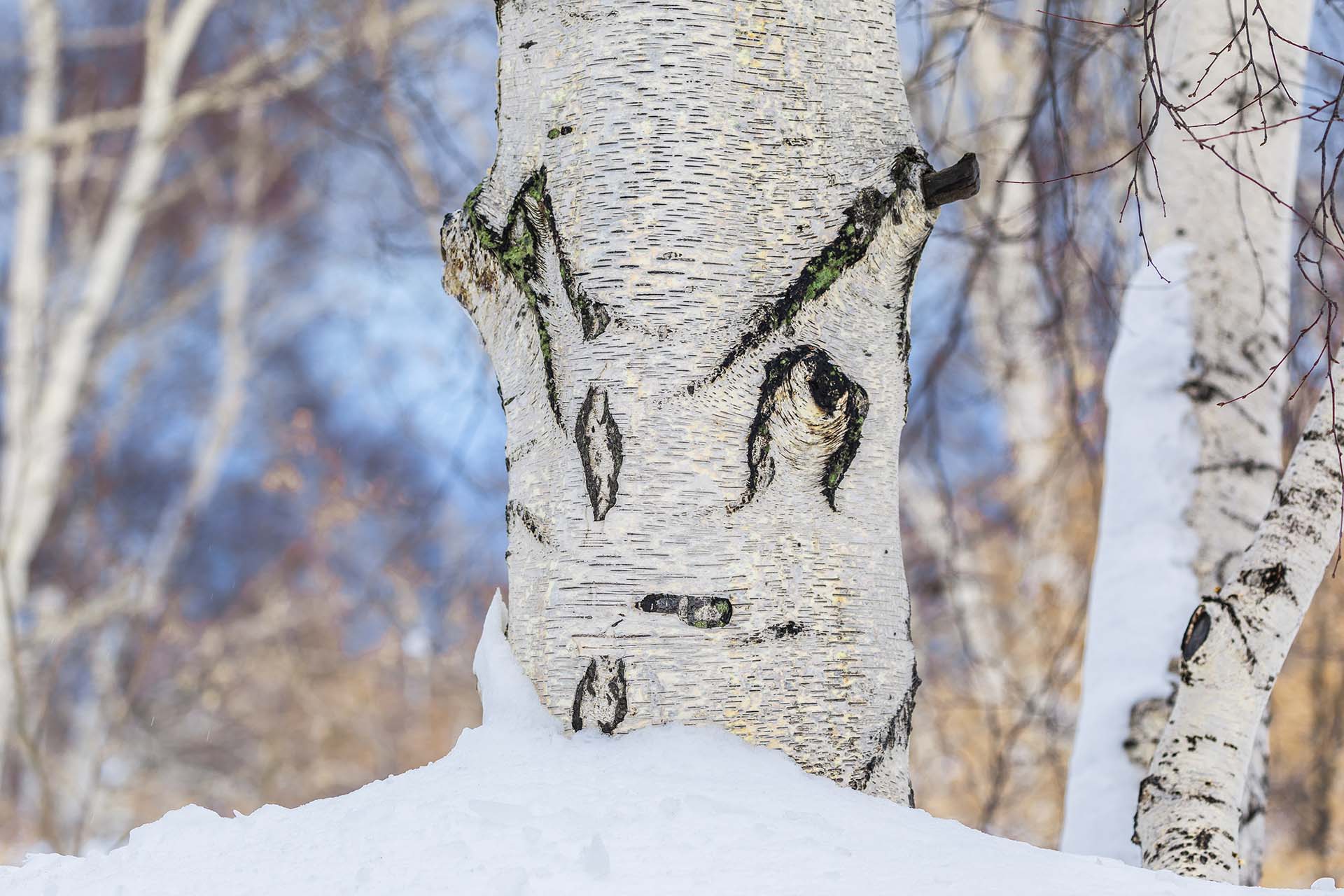 Gli occhi del bosco, sculture naturali nelle betulle dell’Etna