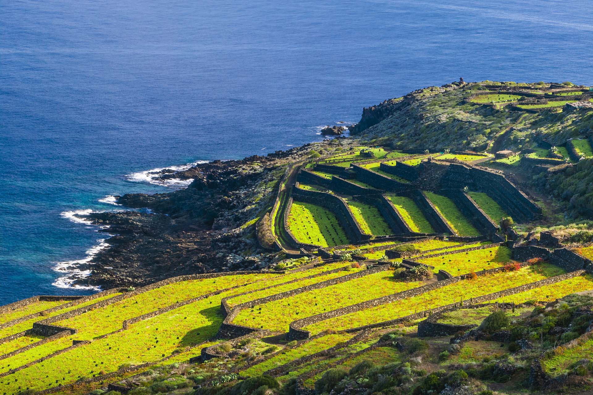 SIM-730054 - DE7U2844 - Terrazzamenti agricoli sulla scogliera lavica di Pantelleria