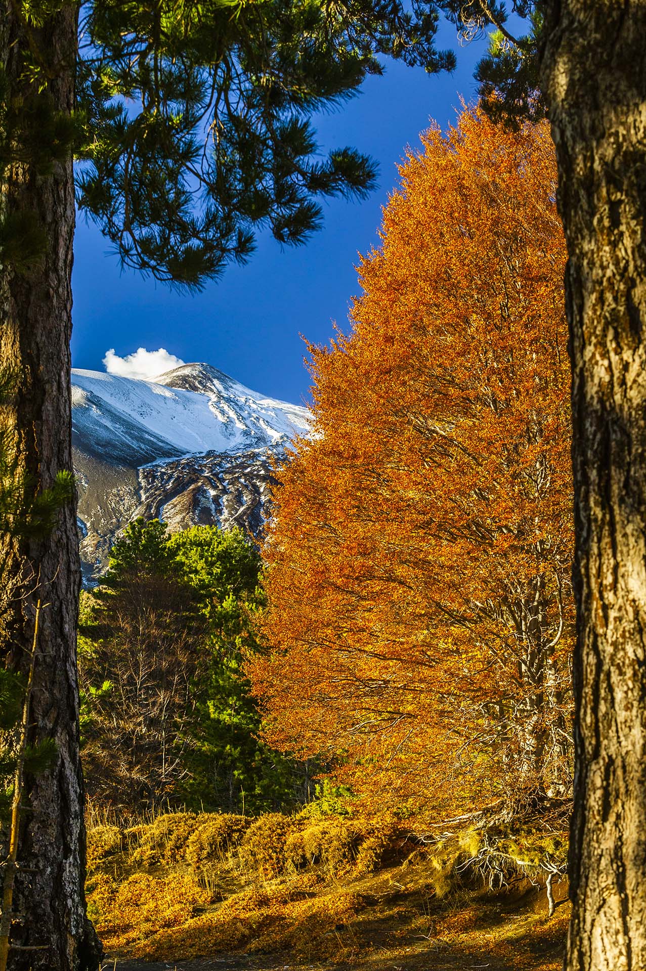 DE7U2656-Autunno sull'Etna, lo spettacolo del versante Nord visto dal Bosco Ragabo
