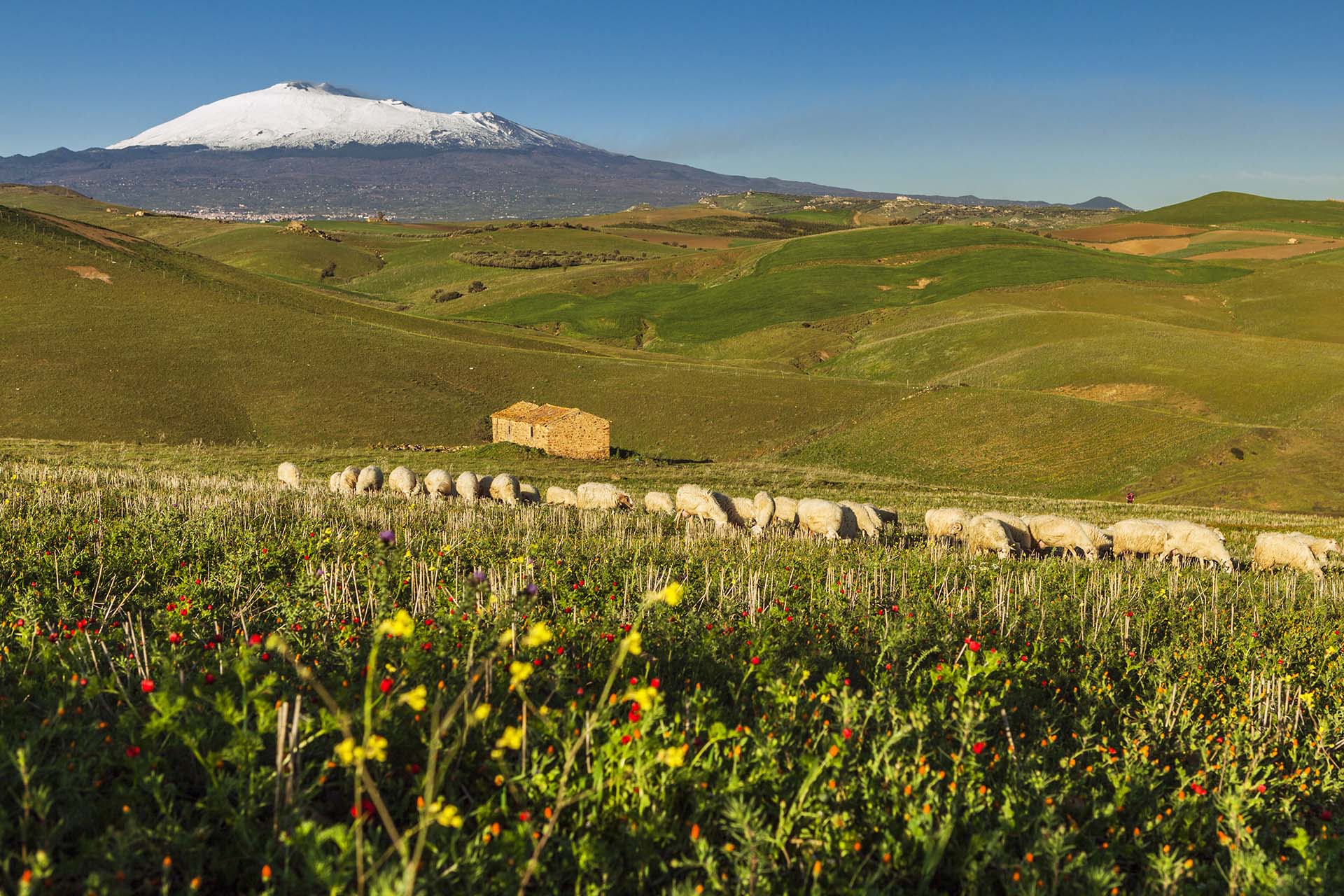 _MG_9203 - Gregge al pascolo tra le colline di Centuripe sotto lo sguardo del candore dell'Etna
