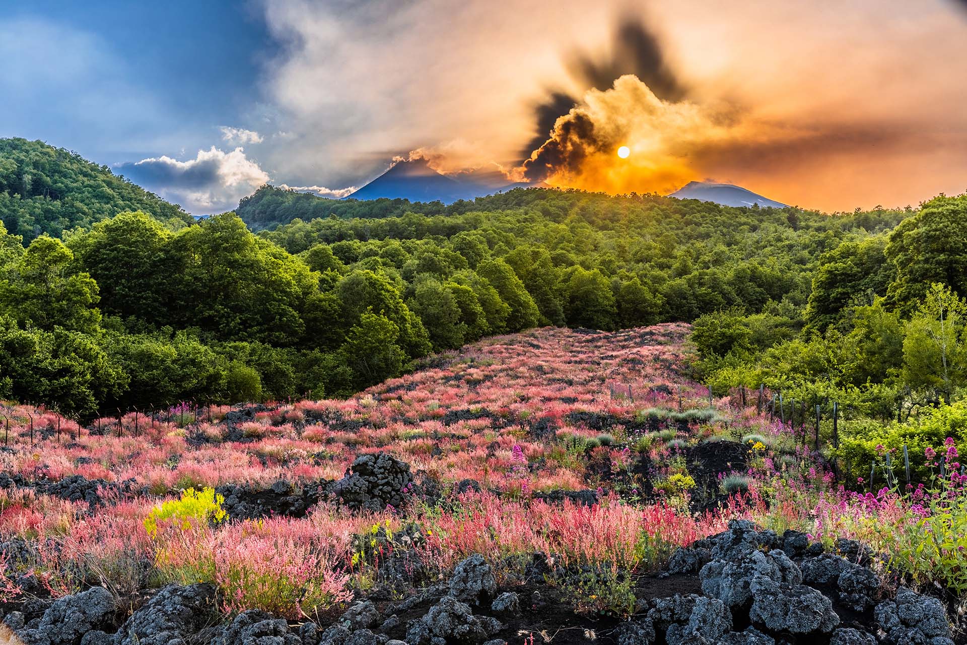 SAFF9263-HDR - Etna, la fioritura sulla sciara di Fornazzo