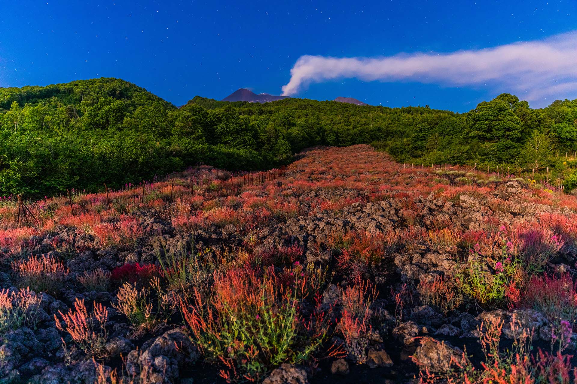 Giardini di lava – I fiori pionieri dell’Etna tra boschi e colate laviche a Fornazzo, con i crateri sommitali attivi sotto la luna