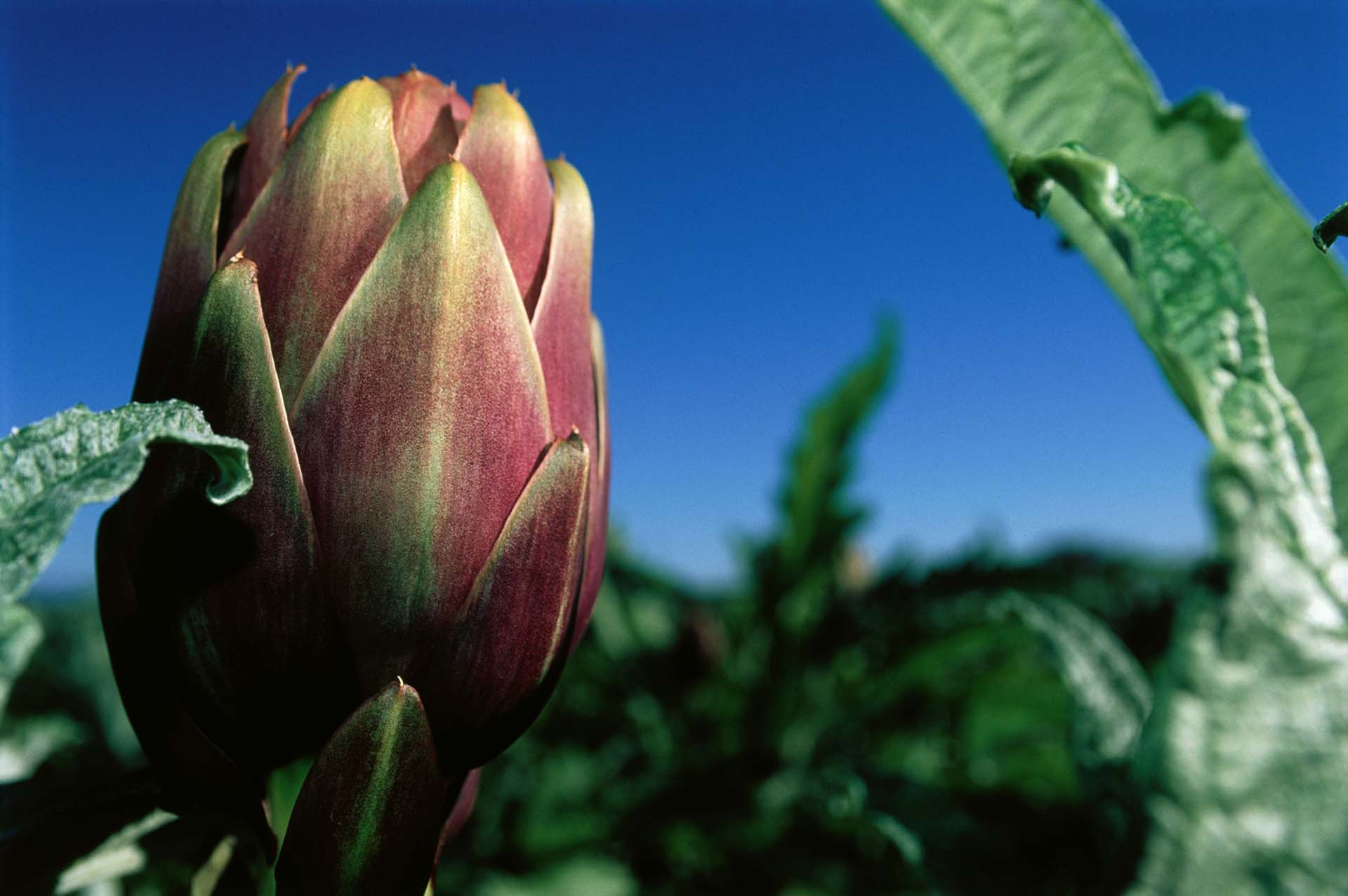 Il Carciofo di Ramacca: Il Re Violetto dell’Agricoltura Siciliana