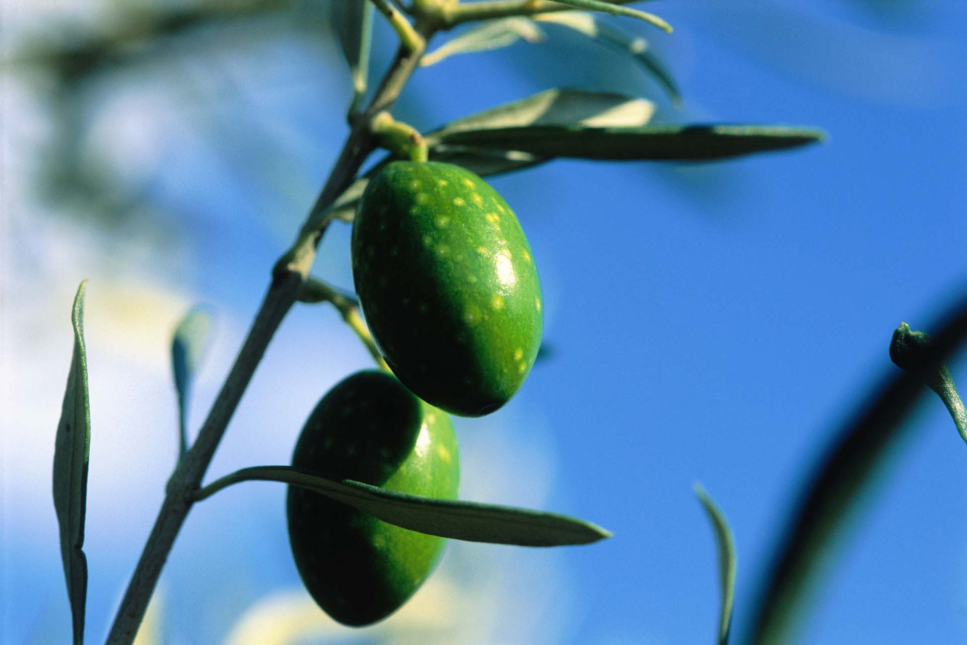 L’eccellenza delle olive Nocellare dell’Etna: oro verde del Vulcano