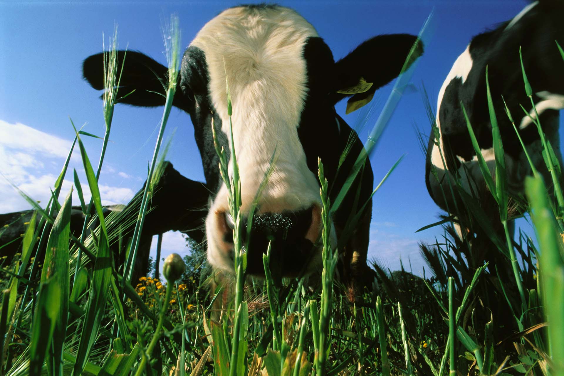 La Mucca Ragusana al Pascolo: Autenticità e Sapori della Tradizione Iblea