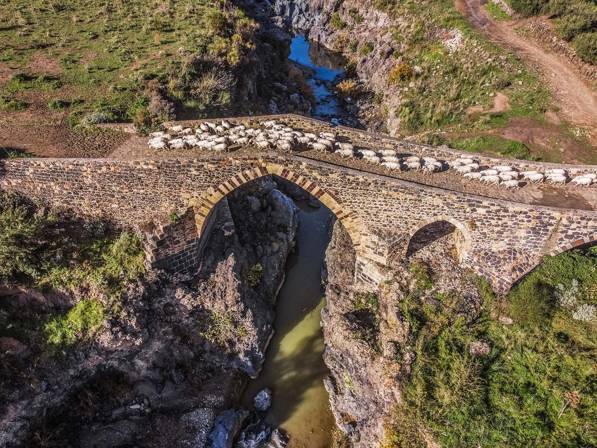 SIM-1113564 - Transumanza sul Ponte Saraceno ad Adrano, passaggio di un gregge sul fiume Simeto
