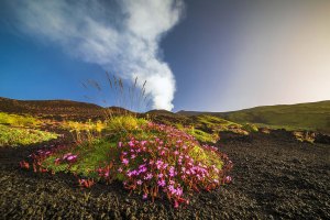 SIM-1235440 - Fioritura della Saponaria dell'Etna sui Crateri Silvestri