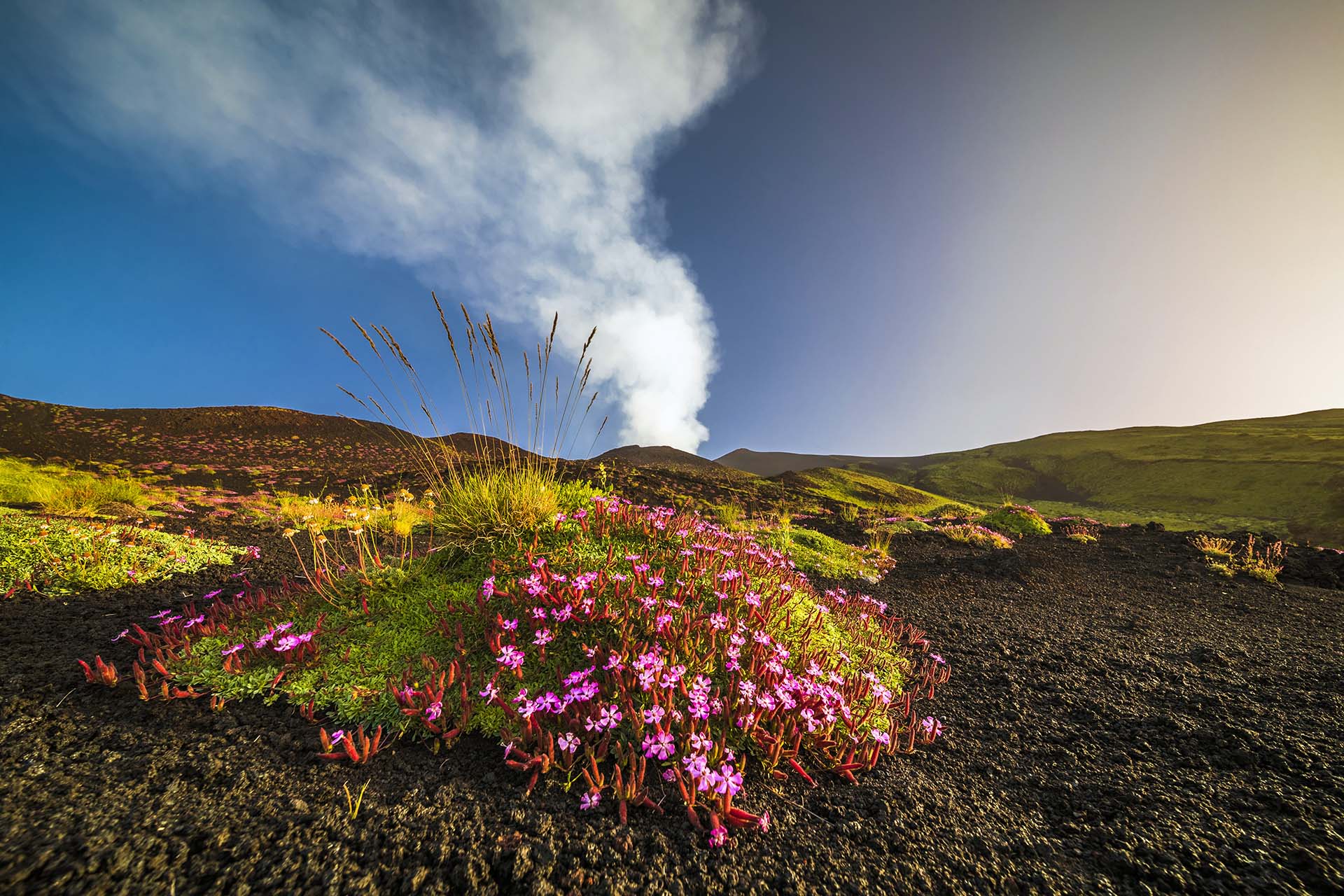SIM-1235440 - Fioritura della Saponaria dell'Etna sui Crateri Silvestri