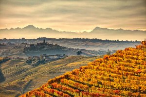 Le colline delle langhe e sullo sfondo l'arco alpino.