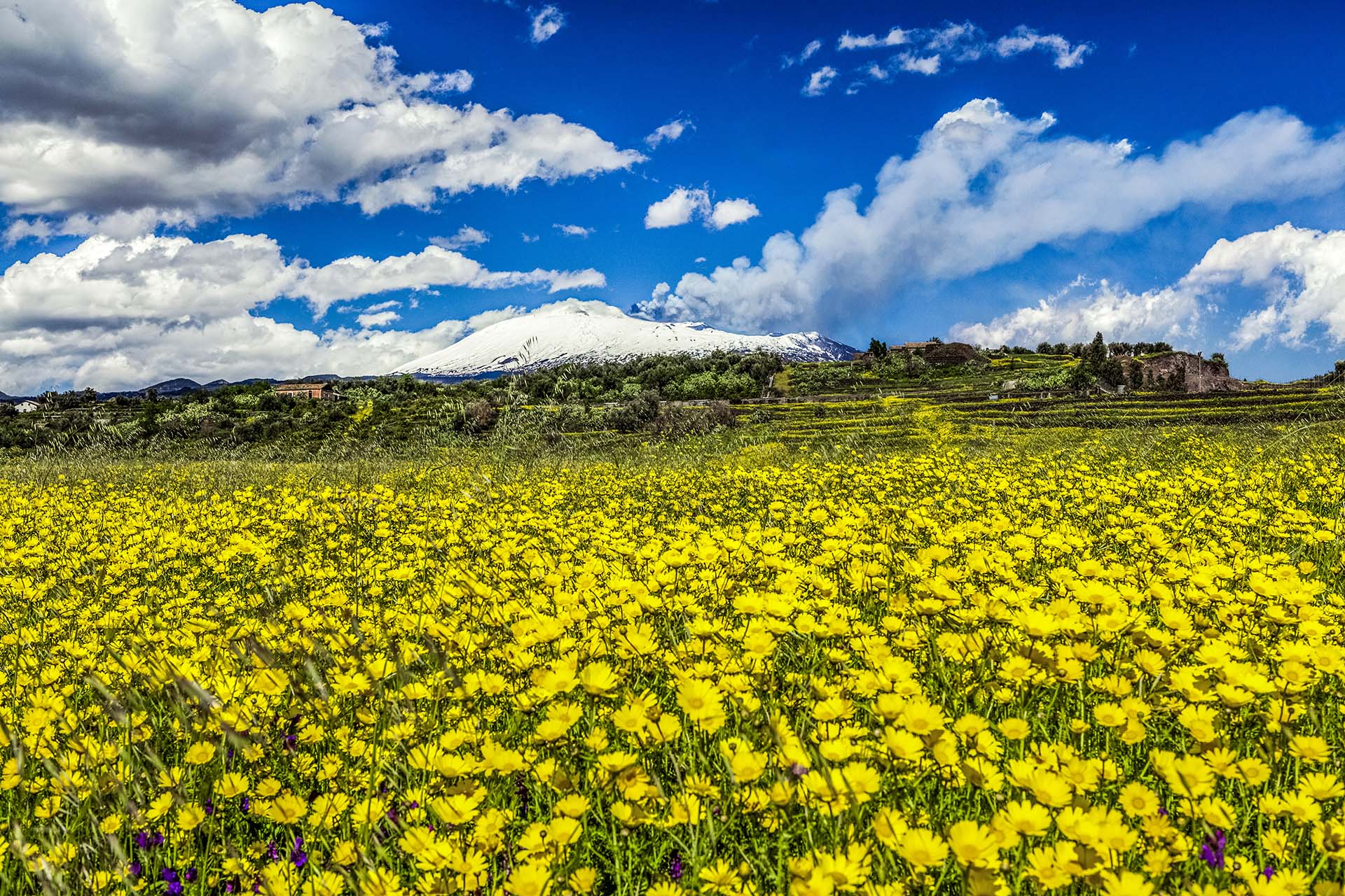 SIM-422577 - Campagna di Santa Maria di Licodia, fioritura primaverile con vista sull'Etna in eruzione