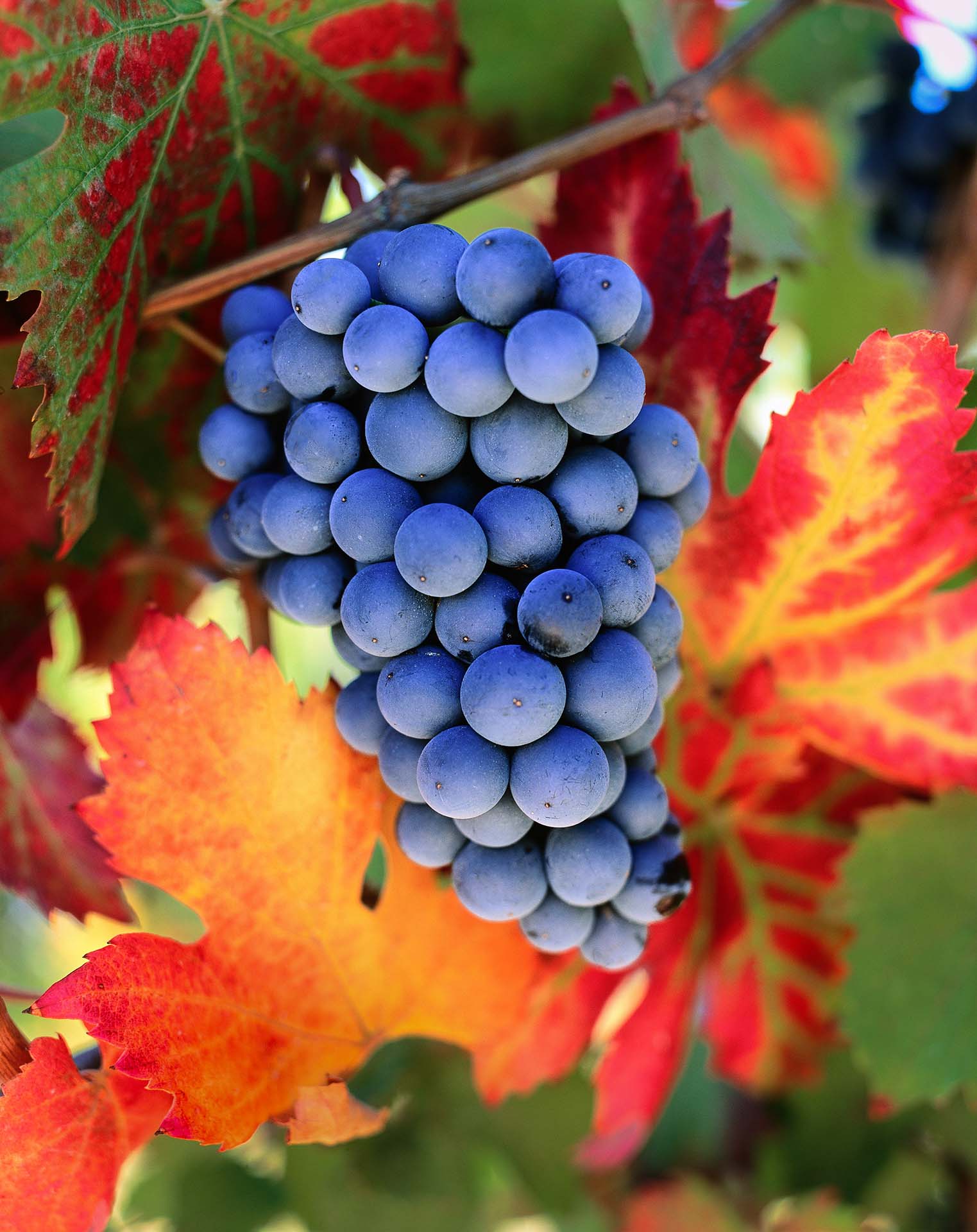 Grappolo di Dolcetto nelle Langhe.