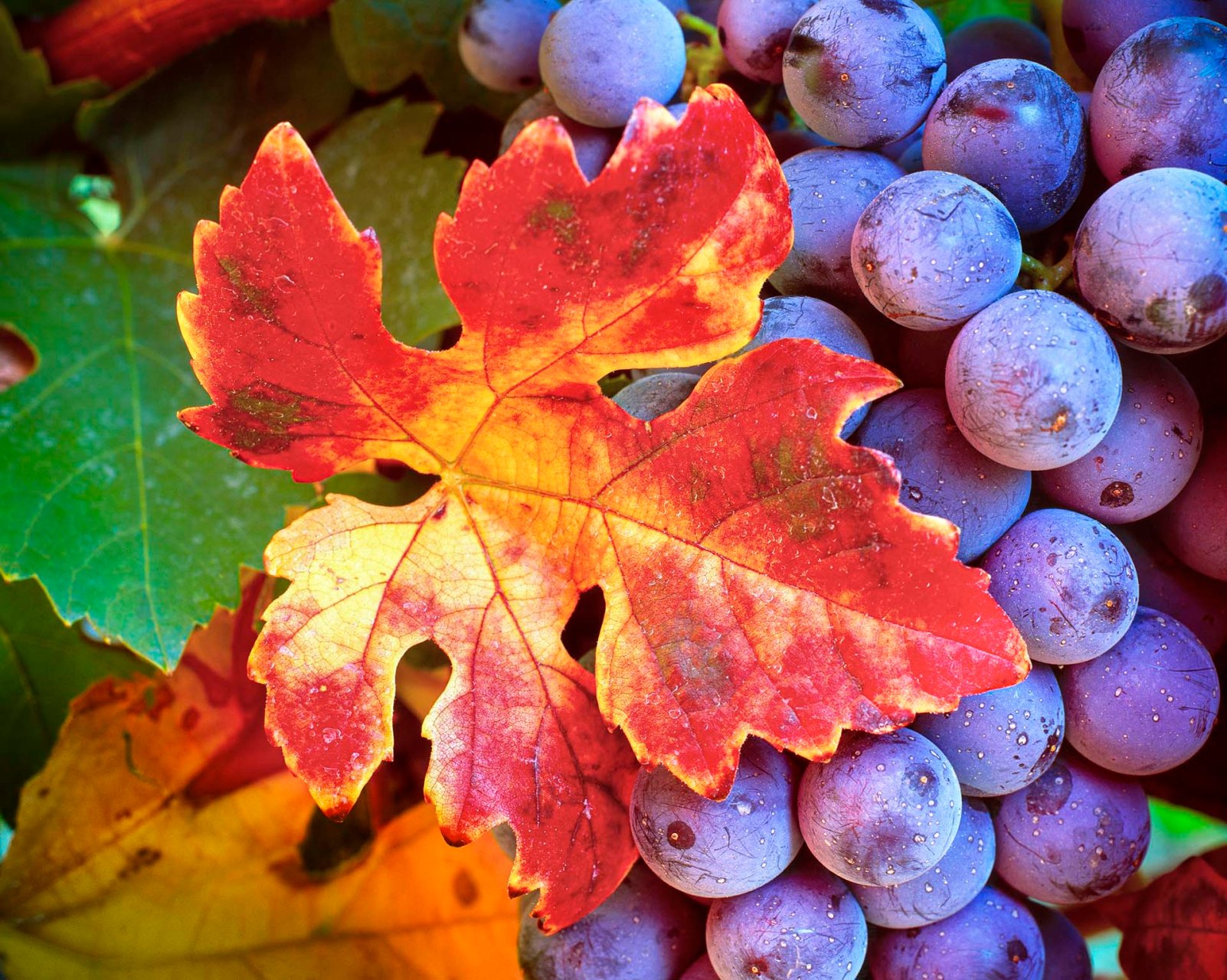 Grappolo d'uva e foglia rossa