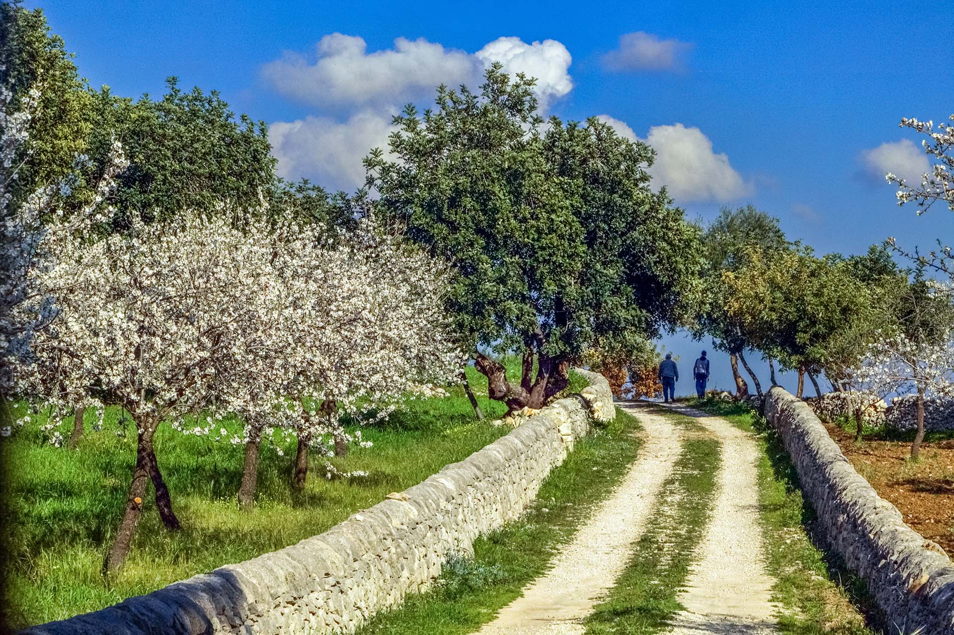 SIM-722234 - DE7U2803 - Fioritura Iblea tra muretti a secco e mandorli in fiore
