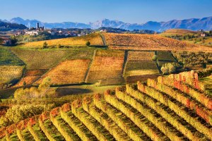 Il Paesaggio delle Langhe nei pressi di Castiglione Falletto.