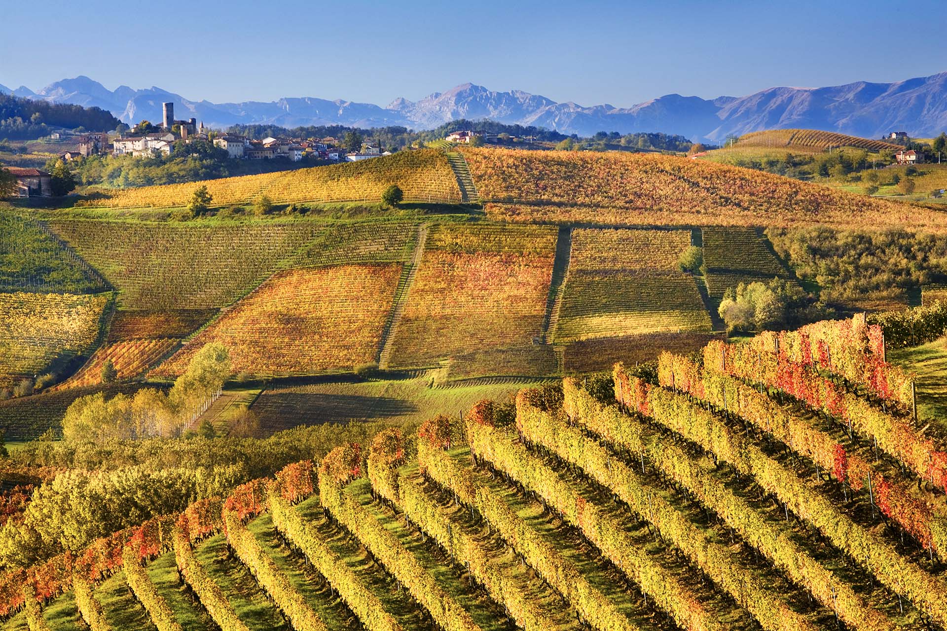 Il Paesaggio delle Langhe nei pressi di Castiglione Falletto.