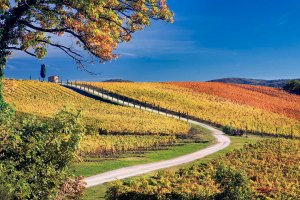Strada tra le colline del Chianti con i vigneti colorati dal foliage autunnale.