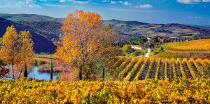 La meraviglia dei vigneti in autunno nel Chianti.