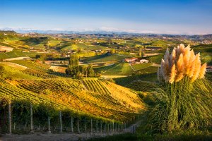 Paesaggio delle Langhe.