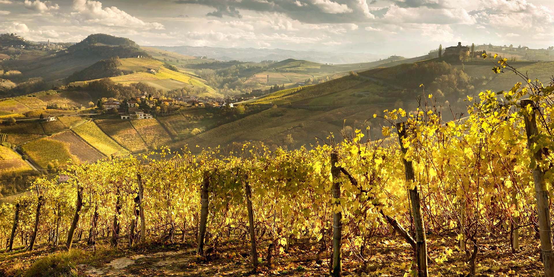 I vigneti di Nebbiolo che circondano il borgo di Barolo