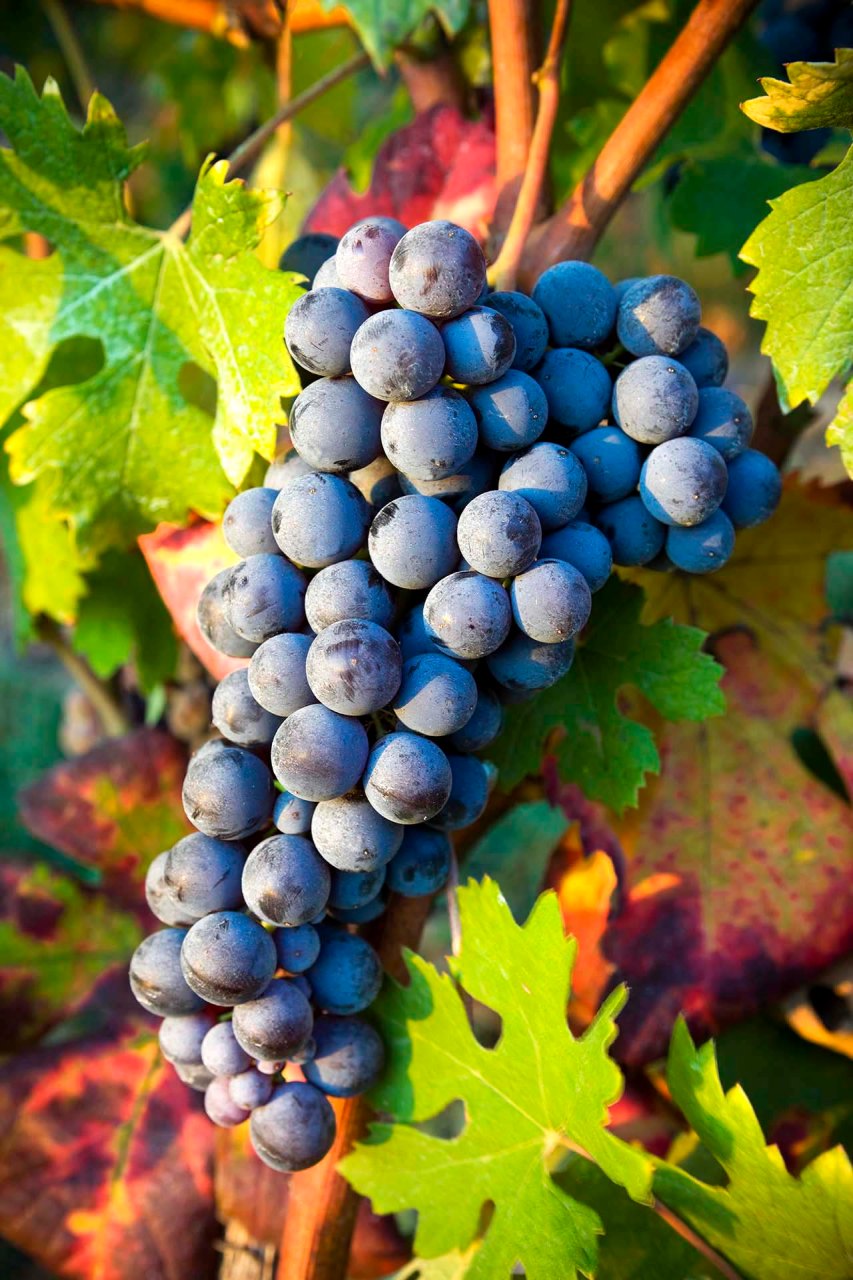 grappolo di uva Nebbiolo, uno dei vitigni a bacca nera più pregiati e famosi d'Italia.