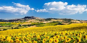 Paesaggio marchigiano con i girasoli e sullo sfondo la città di Fermo.