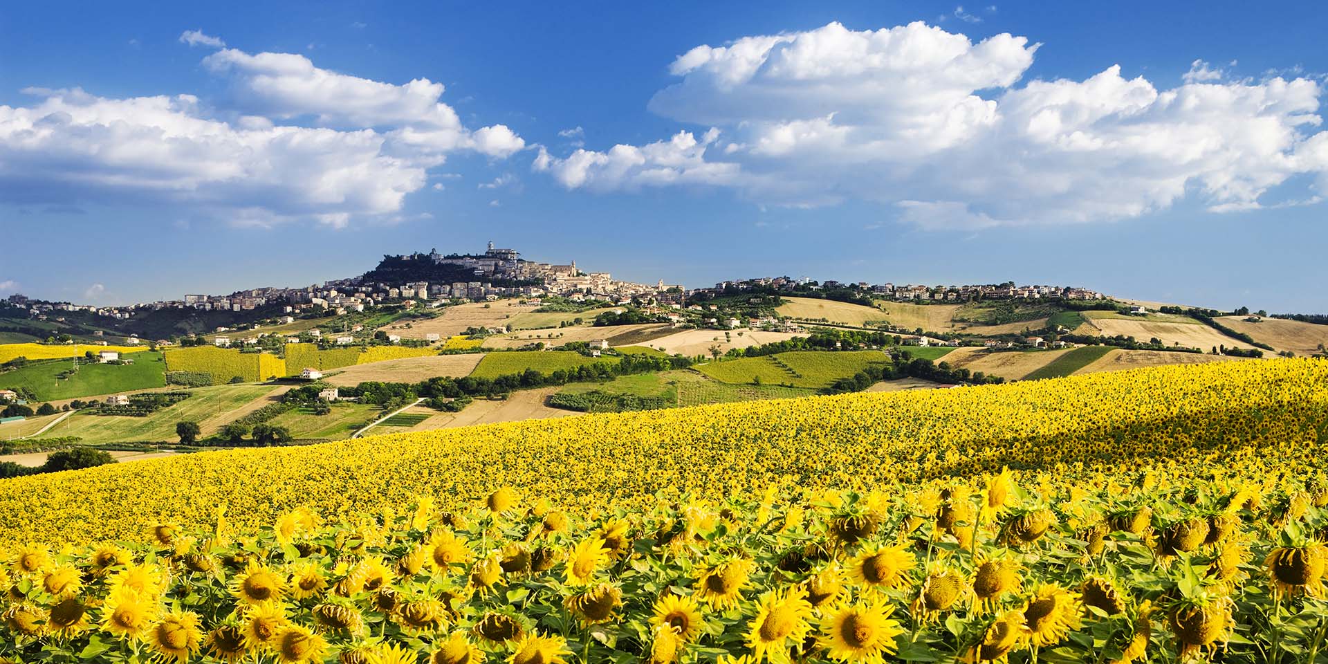 Il fascino di Fermo: tra colline dorate, girasoli e storia medievale.
