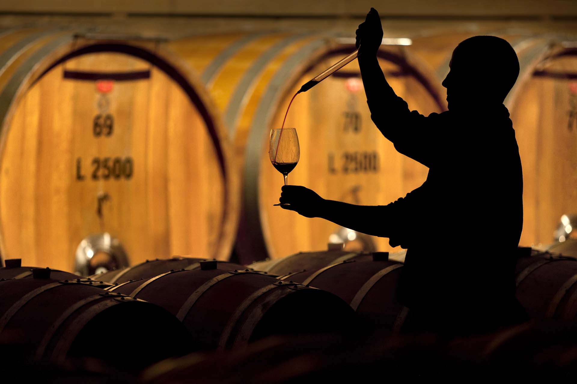 Dove il Tempo Incontra la Vite: L’Anima Segreta delle Cantine delle Langhe.