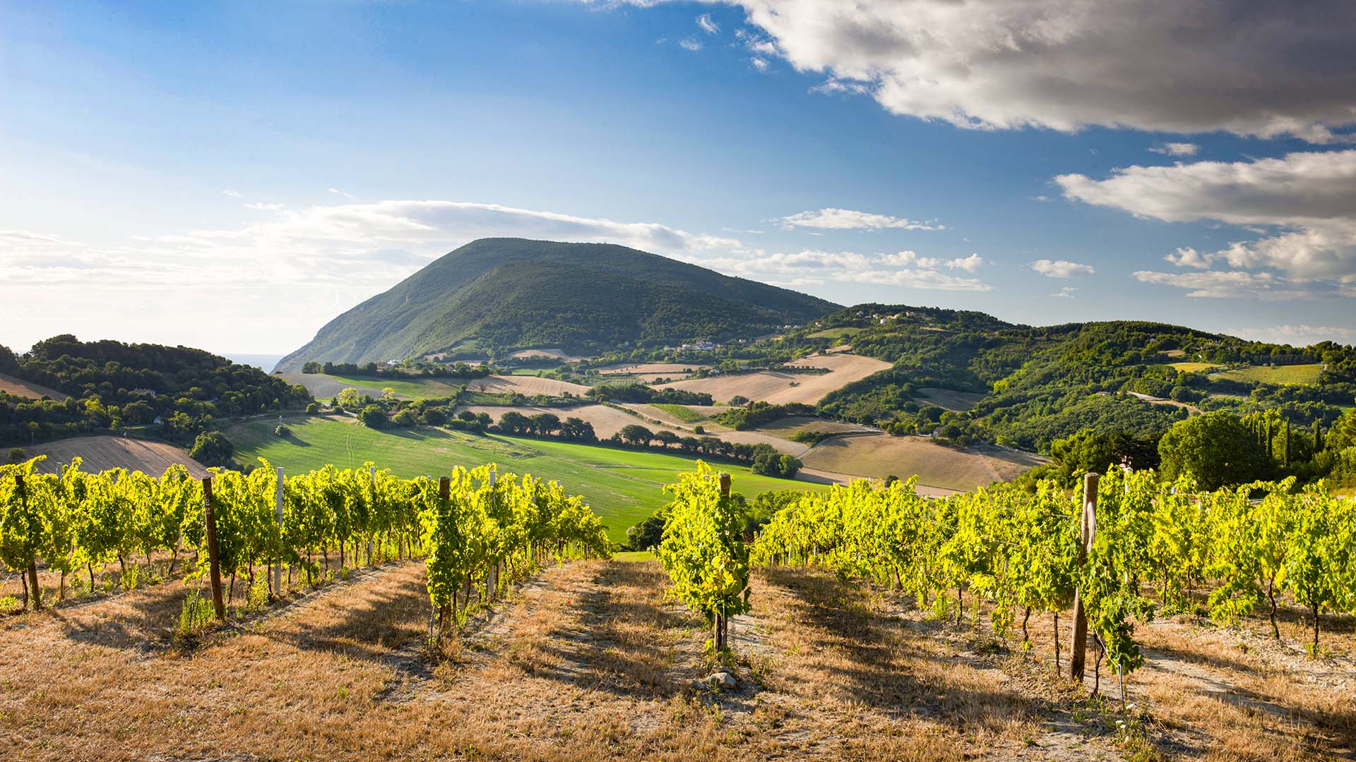 Dove nasce il Rosso Conero: la poesia liquida delle Marche.