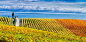 I vigneti del Chianti con i colori dell'autunno.