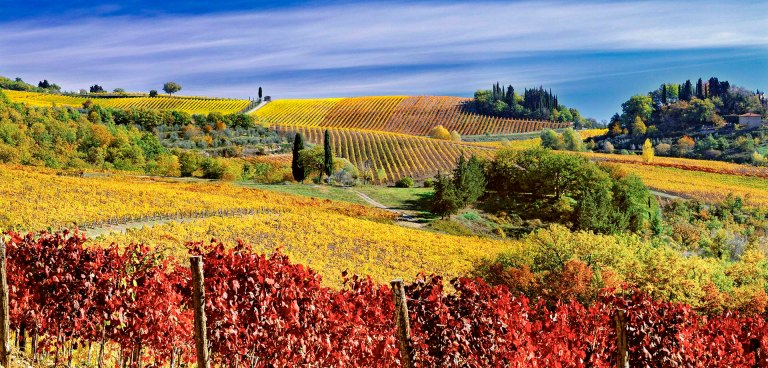 Paesaggio del Chianti con vilgneti.