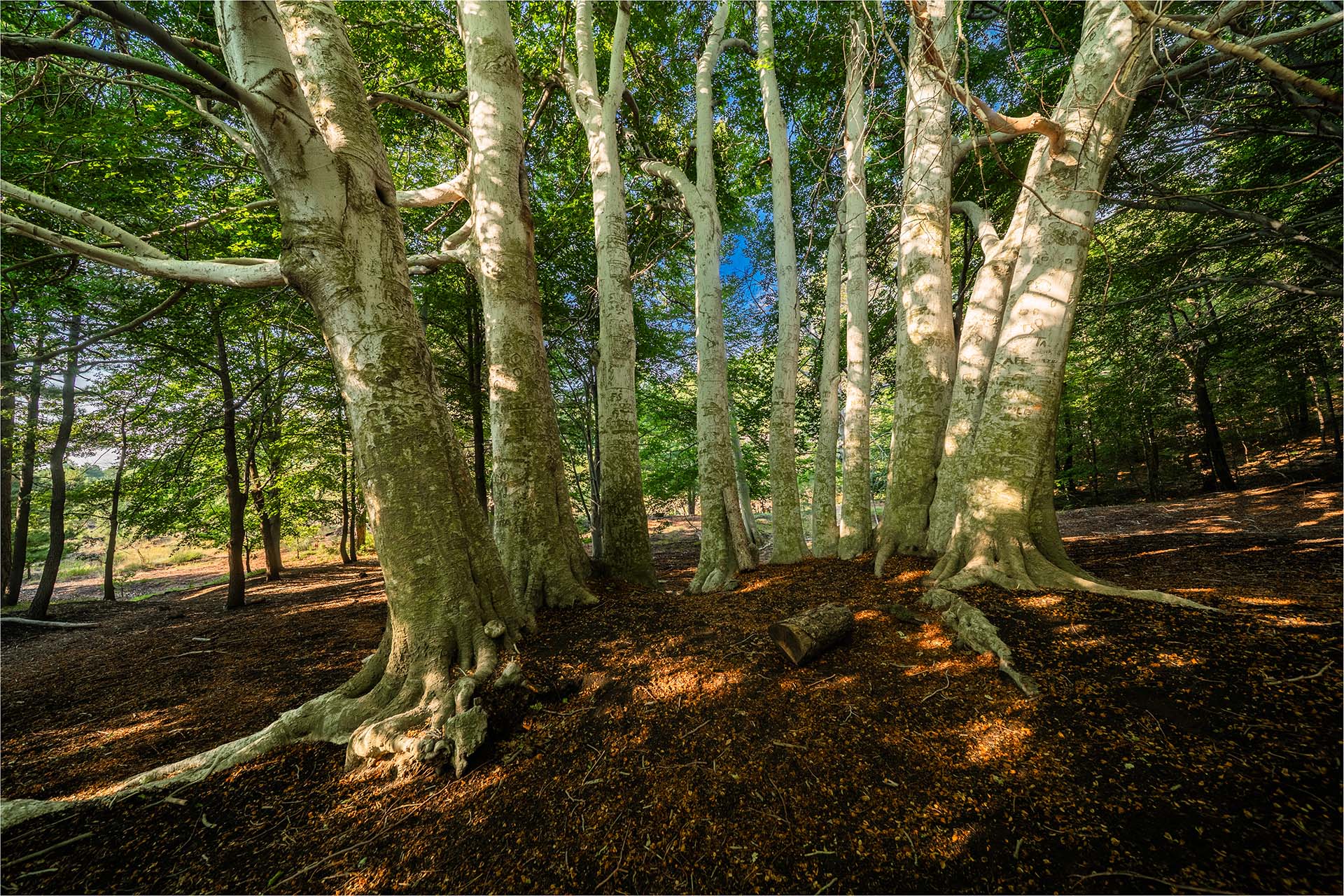 La ceppaia monumentale del Faggio della Trofa du Camperi nel Bosco della Cerrita