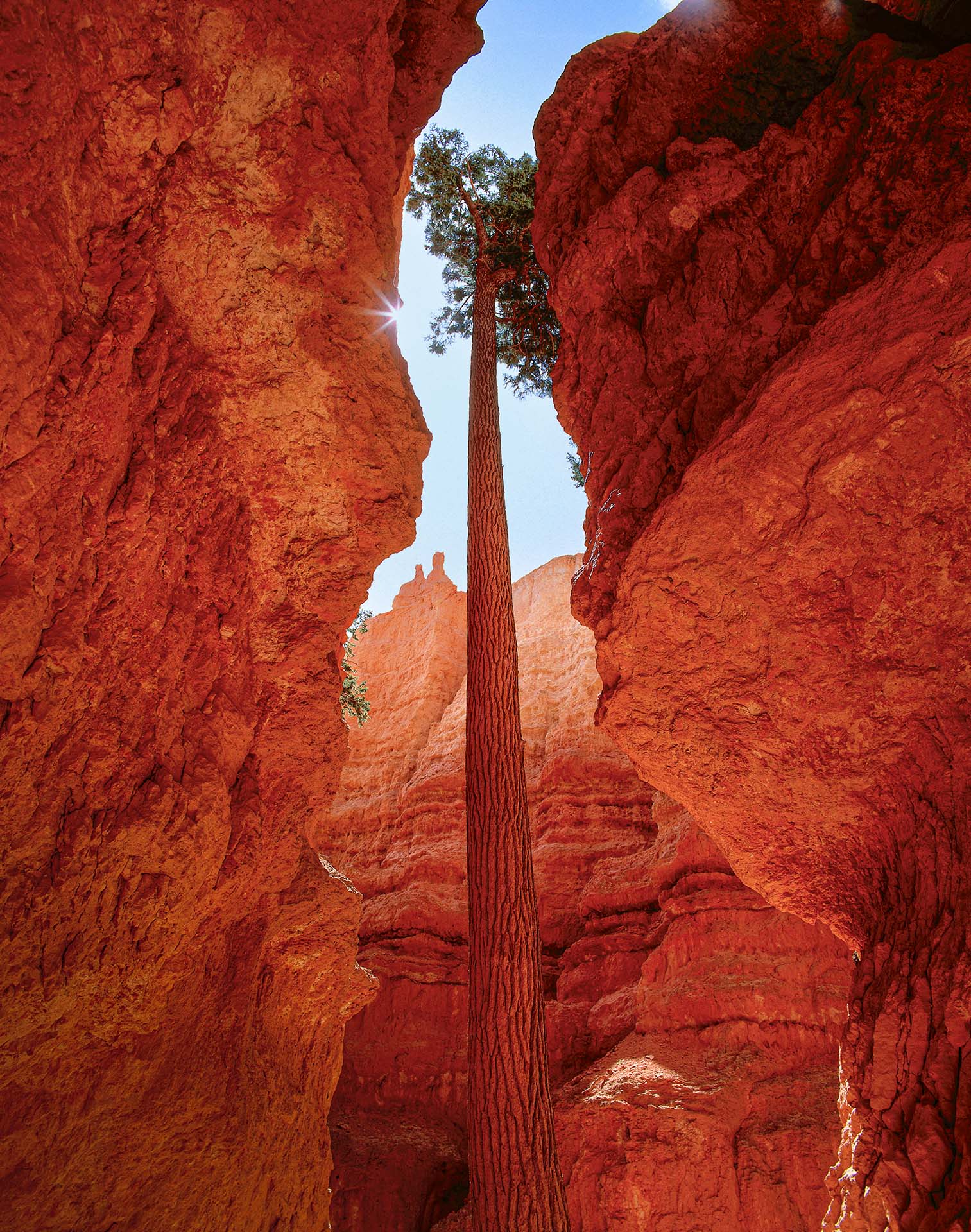 Abete nel Bryce Canyon National Parknello stato dello Utah.