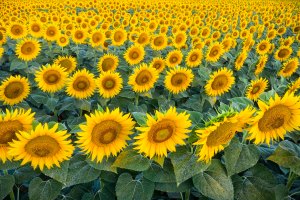 Campo di Girasoli.